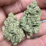 Papaya Punch THCA Flower - QP/HP/POUND