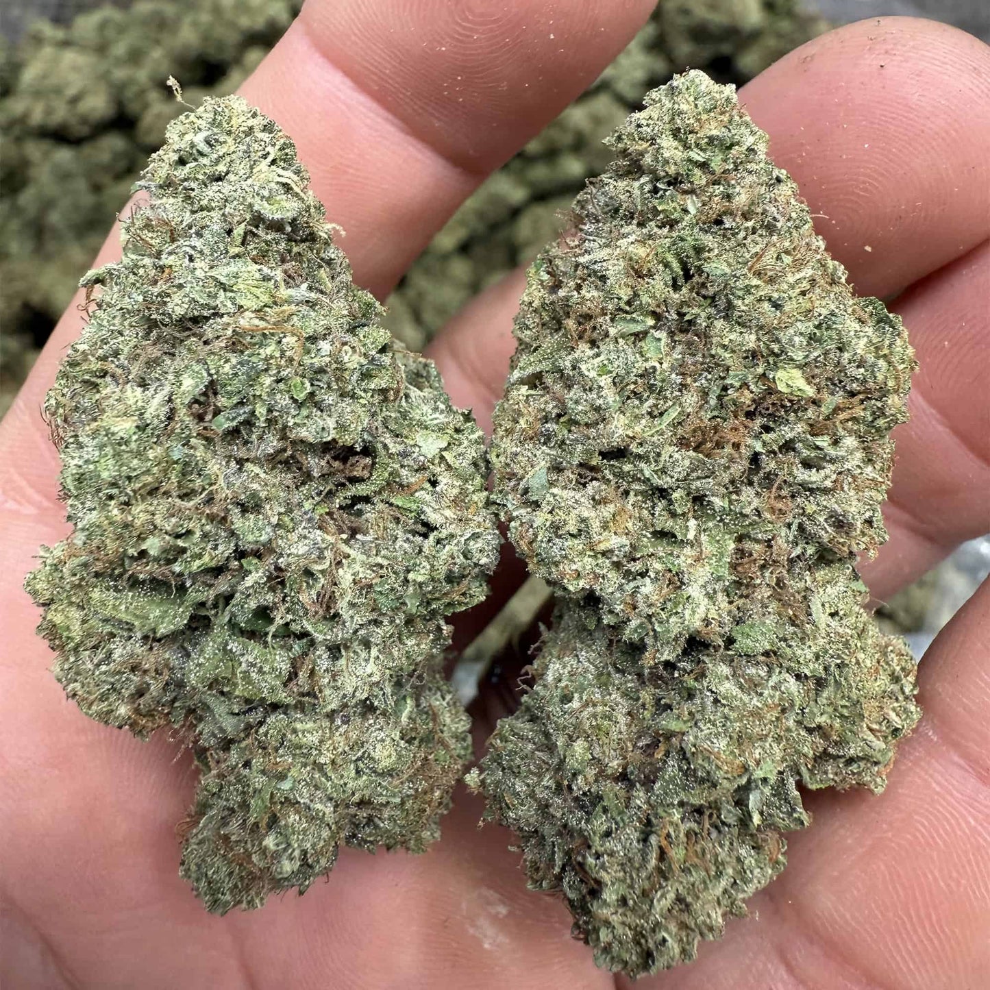 Pineapple OG THCA Flower - QP/HP/POUND