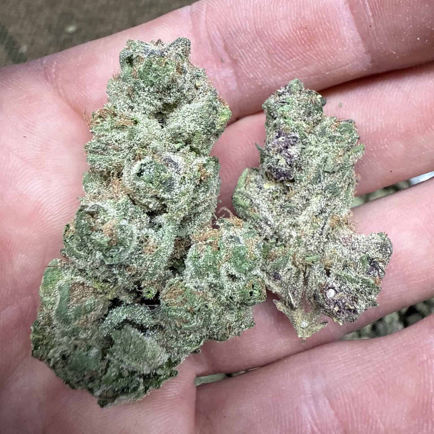 Super Boof THCA Flower - QP/HP/POUND