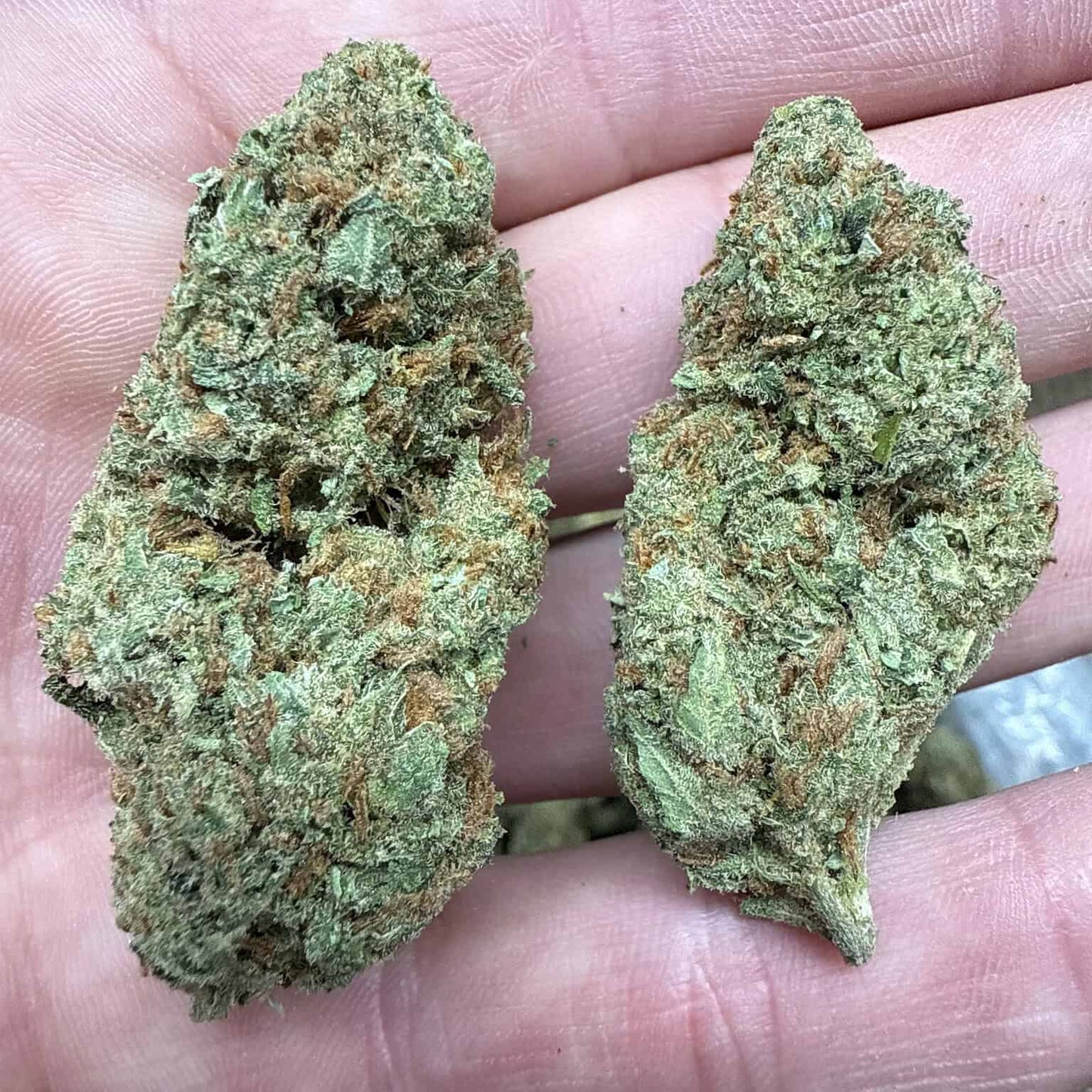 Super Silver Haze THCA Flower - QP/HP/POUND